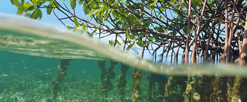 Trees growing underwater.