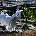 Bird flying